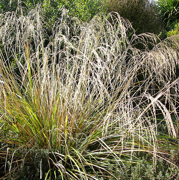 Big Photo of Chionochloa Conspicua