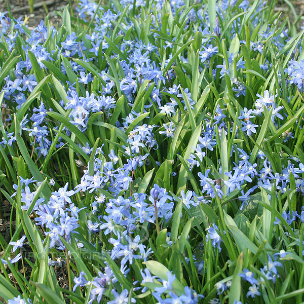 Big Photo of Chionodoxa Forbesii