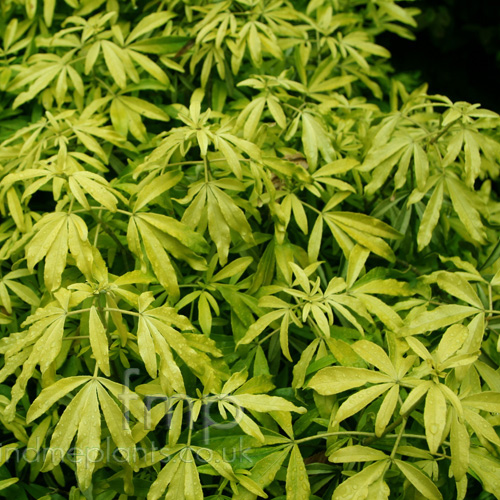 Big Photo of Choisya Goldenfingers