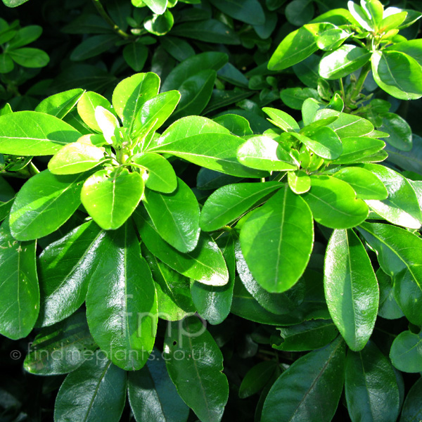 Big Photo of Choisya Ternata