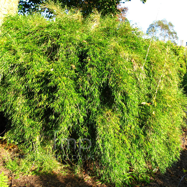 Big Photo of Chusquea Culeou 2