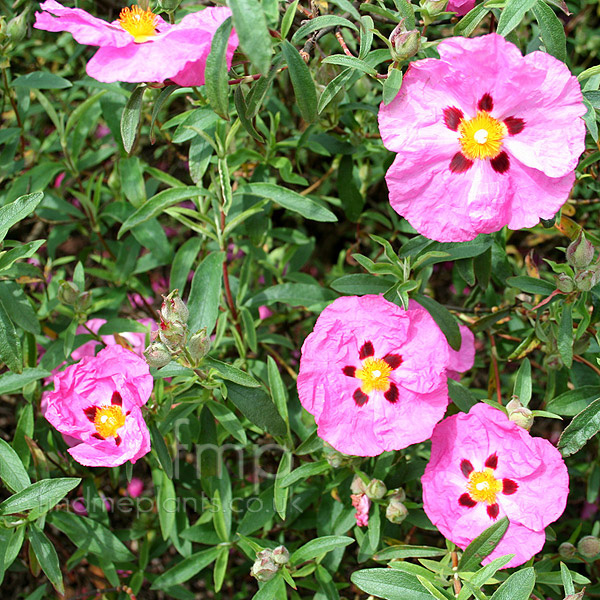 Big Photo of Cistus Betty Taudevin