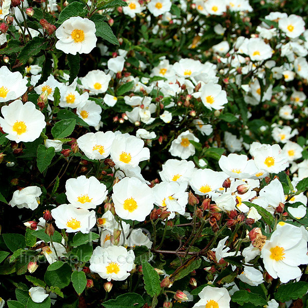 Big Photo of Cistus Corbariensis