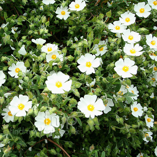 Big Photo of Cistus Fontfroide