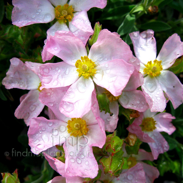 Big Photo of Cistus Gratswoodpink Fl