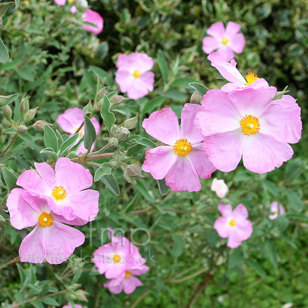 Big Photo of Cistus Peggy Sammons
