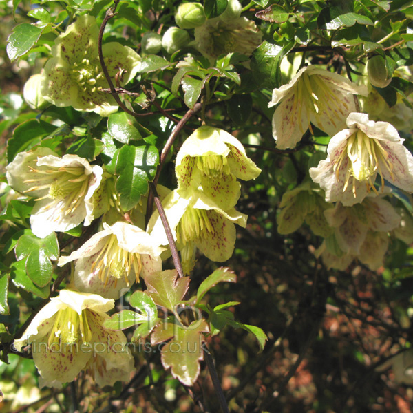 Big Photo of Clematis Cirrhosa Balearica