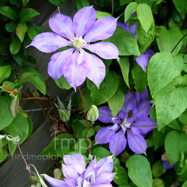 Big Photo of Clematis Countessoflovelace