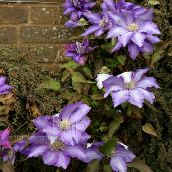 Big Photo of Clematis Daniel Deronda Fl