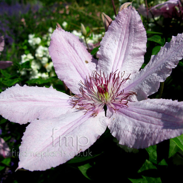 Big Photo of Clematis Hagleyhybrid Fl