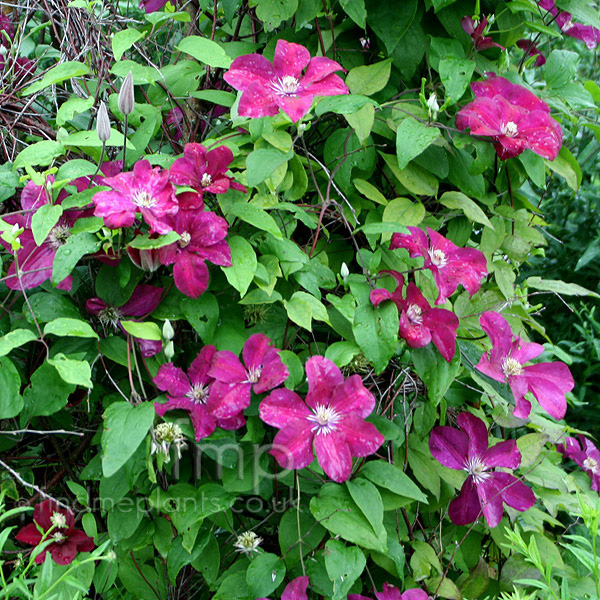 Big Photo of Clematis Rouge Cardinal