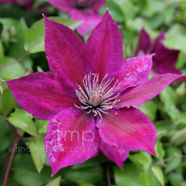 Big Photo of Clematis Triternata Rubromarginata Fl