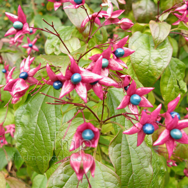 Big Photo of Clerodendrum Trichotomum Fargesii Fl