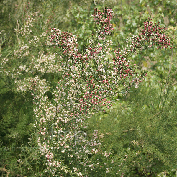 Big Photo of Colletia Infausta