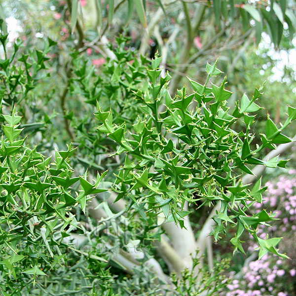 Big Photo of Colletia Paradoxa