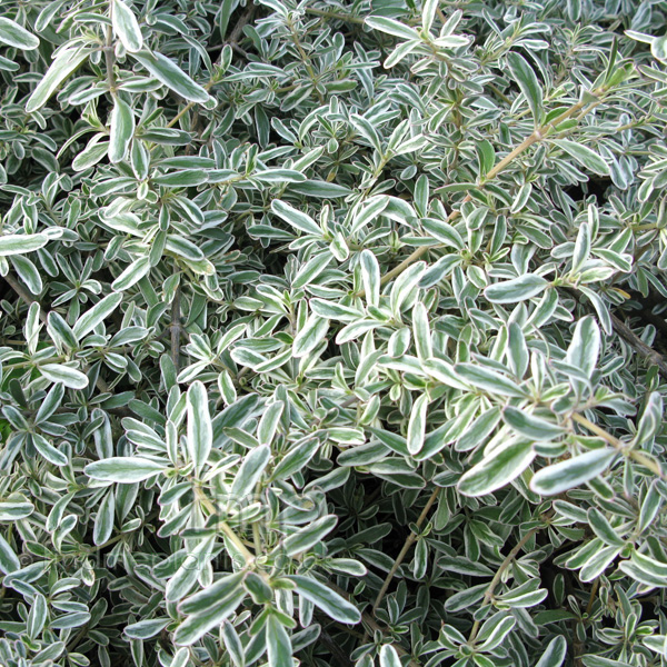 Big Photo of Copiosma Kirkii Variegata