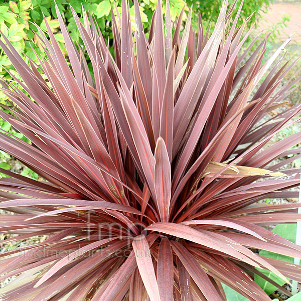 Big Photo of Cordyline Redsensation