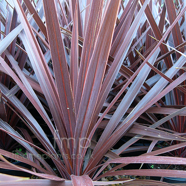 Big Photo of Cordyline Redstar