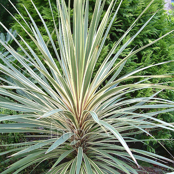 Big Photo of Cordyline Torbaydazzler