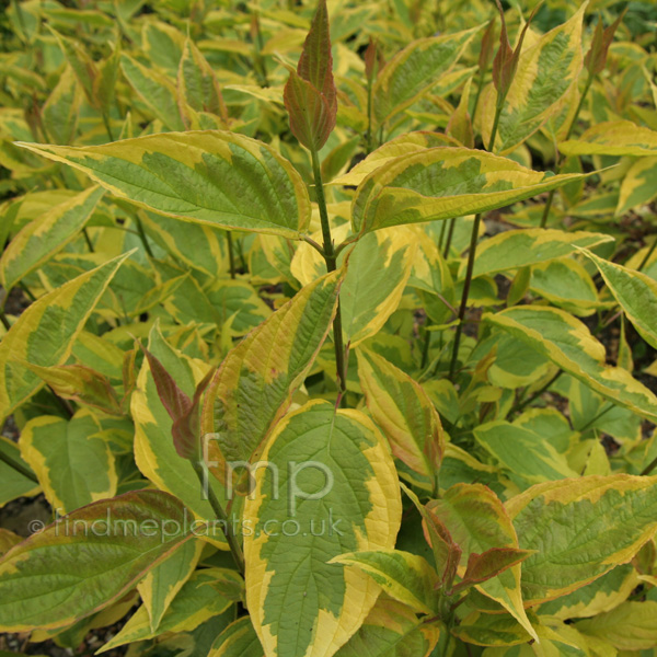 Big Photo of Cornus Alba Gouchaltii