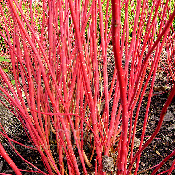 Big Photo of Cornus Alba Sibirica
