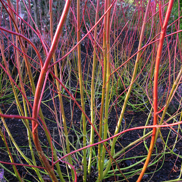 Big Photo of Cornus Cardinal Stem