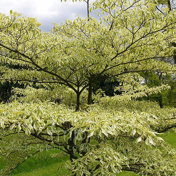 Big Photo of Cornus Controversa Variegat