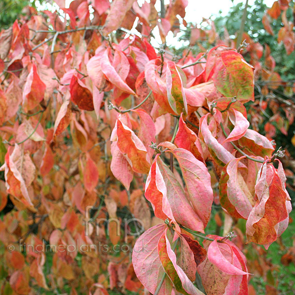 Big Photo of Cornus Eddieswhitewonder