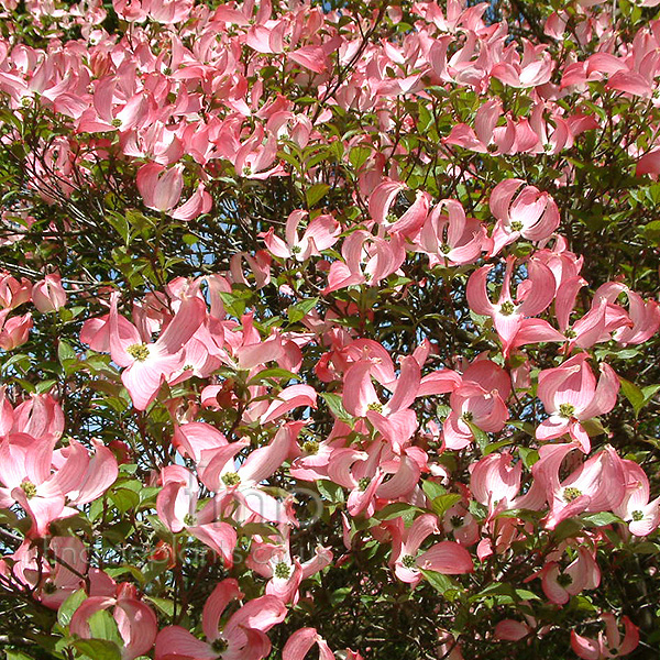 Big Photo of Cornus Florida Rubra