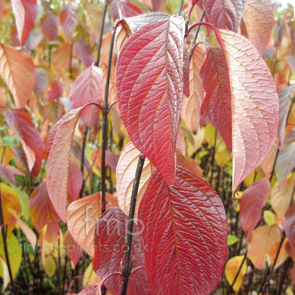 Big Photo of Cornus Kesselringii Aut