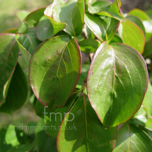 Big Photo of Cornus Kousachinessis Lf