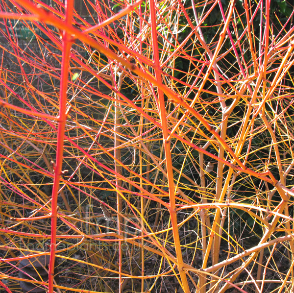 Big Photo of Cornus Midwinterfire Stem