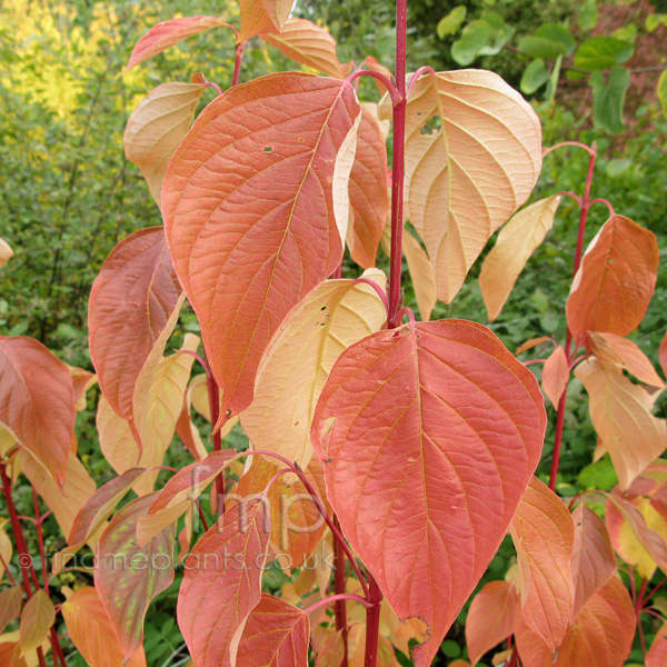Big Photo of Cornus Sericea Cardinal Lf