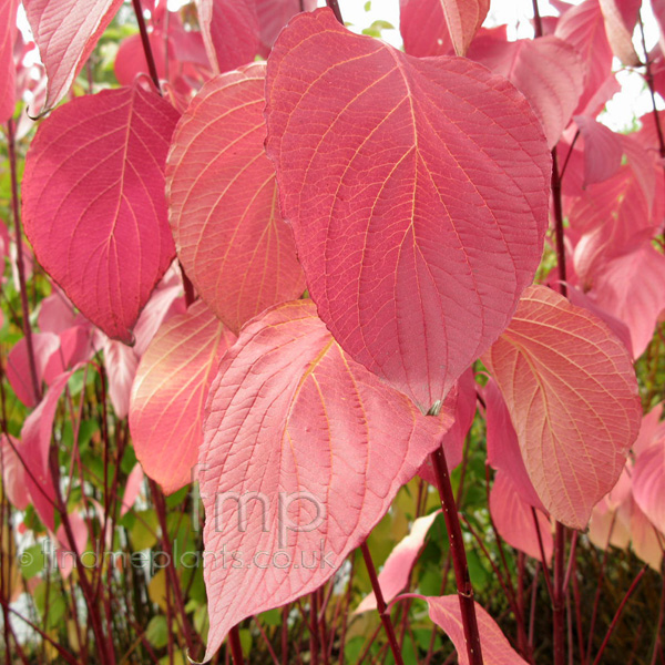 Big Photo of Cornus Stolonifera Bailey Lf