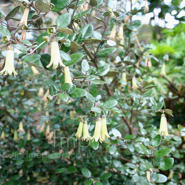 Big Photo of Correa Backhouseana