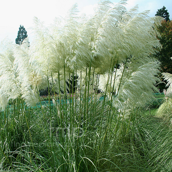 Big Photo of Cortaderia Monstrosa
