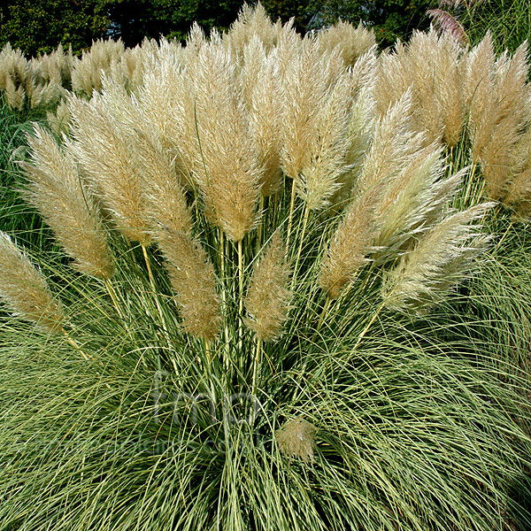 Big Photo of Cortaderia Splendidstar
