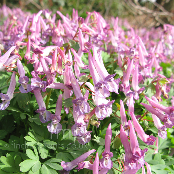 Big Photo of Corydalis Solida Fl