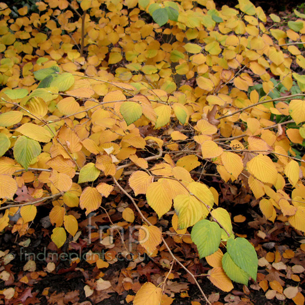 Big Photo of Corylopsis Glabrescens Chimes