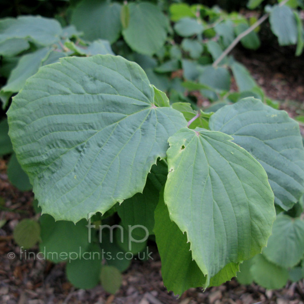 Big Photo of Corylopsis Glabrescens Gotoana