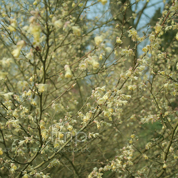 Big Photo of Corylopsis Paulflora