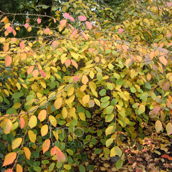 Big Photo of Corylopsis Sisnensis Springpurple