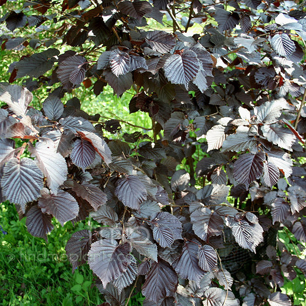 Big Photo of Corylus Avellana Purpurea