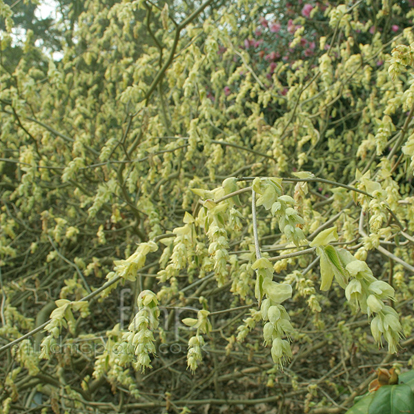 Big Photo of Corylus Spicata