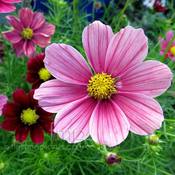 Big Photo of Cosmos Bipinnatus Antiquity Fl