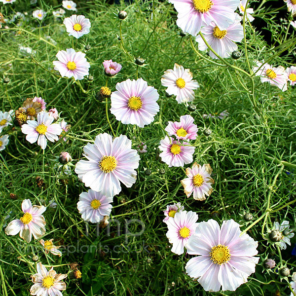 Big Photo of Cosmos Daydream