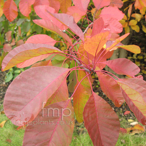 Big Photo of Cotinus Flame Aut