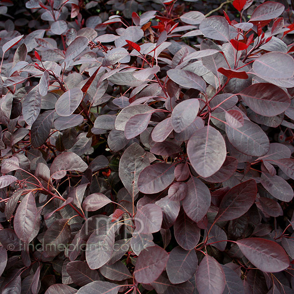 Big Photo of Cotinus Follis Purpureis