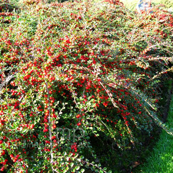 Big Photo of Cotoneaster Atropurpureus