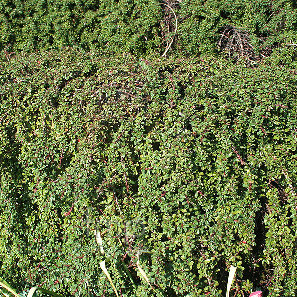 Big Photo of Cotoneaster Congestus Nanus